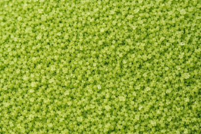 Kiwi (Organic and Conventional)