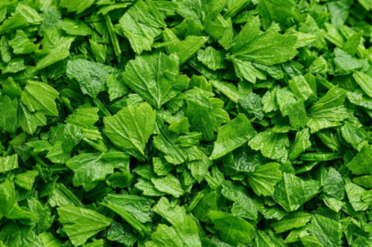 Parsley (Organic and Conventional)