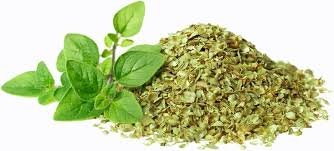 Oregano - Image 2