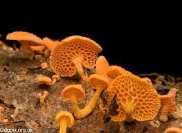 Pore Mushroom - Boletus Edulis (Organic and Conventional) - Image 2