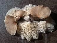 Pore Mushroom - Boletus Edulis (Organic and Conventional) - Image 6