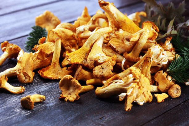 Chanterelle (Cantharellus Cibarius) - Image 6