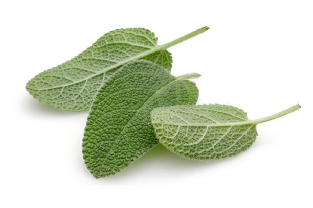 Sage - Image 3