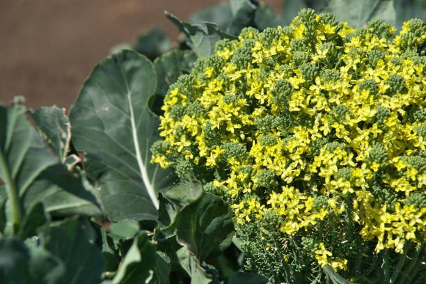 Broccoli Flowers & Powder (Organic and Conventional) - Image 5