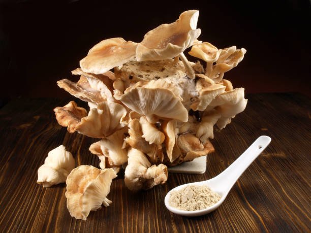 Oyster Mushrooms - Pleurotus Ostreatus (Organic and Conventional) - Image 9