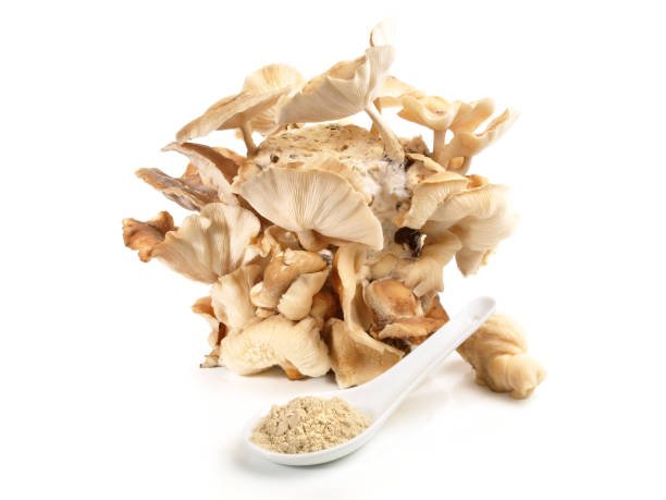 Oyster Mushrooms - Pleurotus Ostreatus (Organic and Conventional) - Image 10