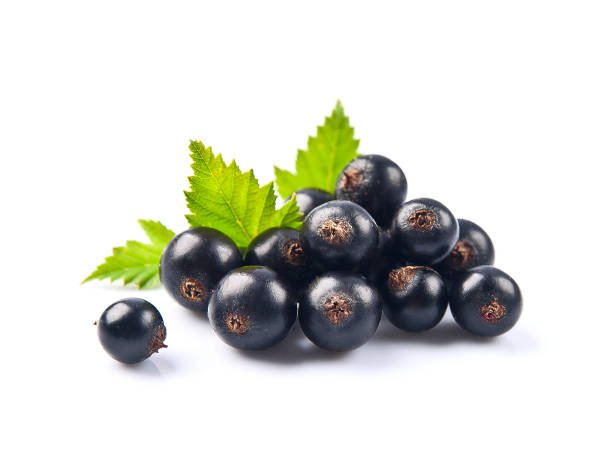 Blackcurrant - Image 2