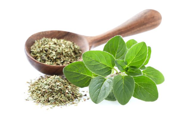 Oregano - Image 4