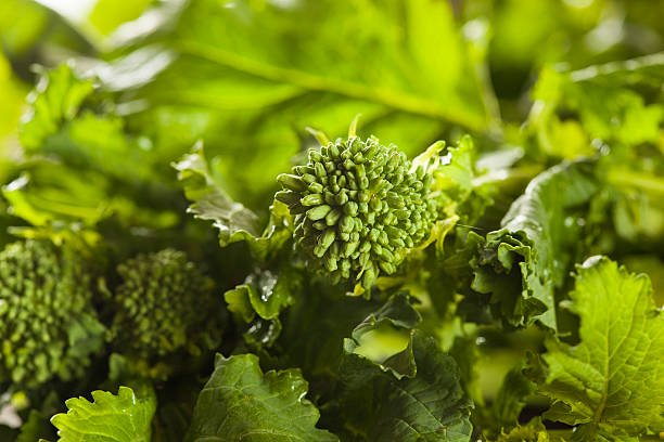 Broccoli Flowers & Powder (Organic and Conventional) - Image 7