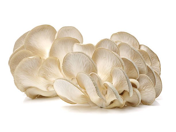 Oyster Mushrooms - Pleurotus Ostreatus (Organic and Conventional) - Image 11