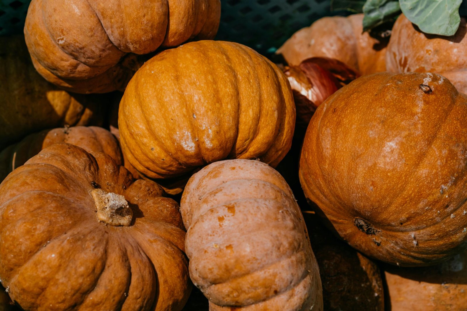 Pumpkin Flakes & Powder (Organic and Conventional) - Image 3