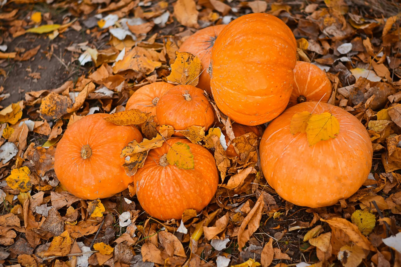 Pumpkin Flakes & Powder (Organic and Conventional) - Image 4